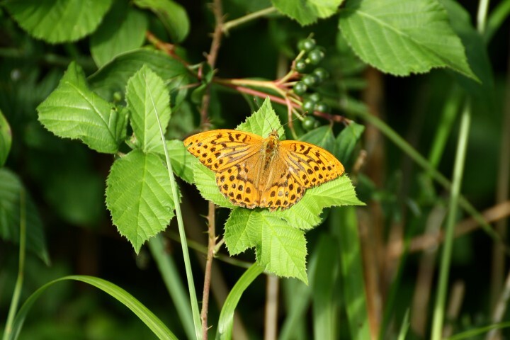 Silver washed fritilary butterfly Foxley Wood Pat Adams 9 August 2015 Small